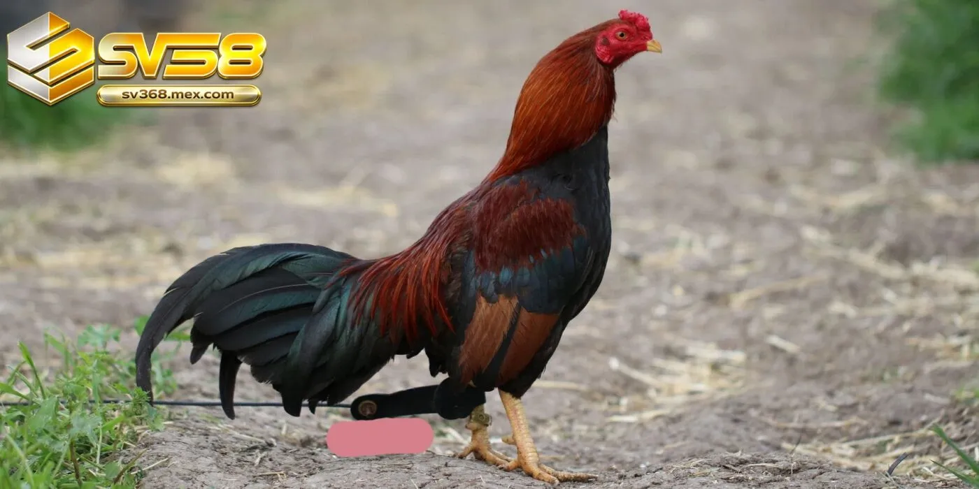 Đá Gà Asil Sv368 