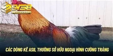 Một Số Dòng Asil Được Biết Đến