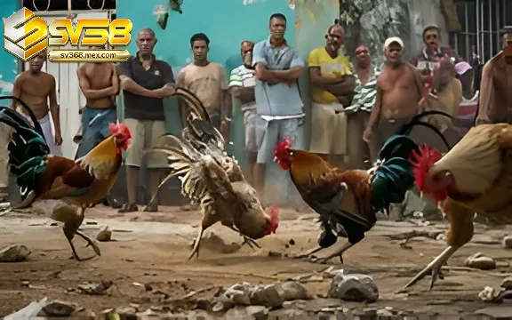 Đá Gà Chọi Cuba Sv388