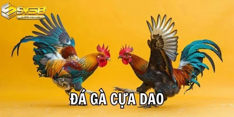 Đá Gà Cựa Dao Sv368 