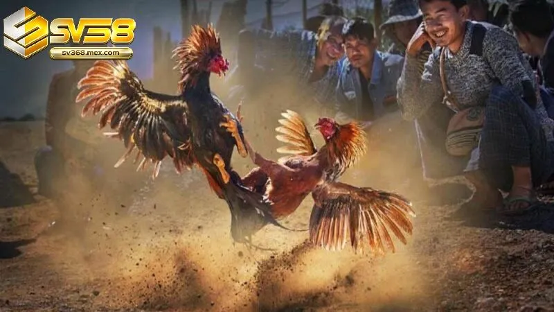 Sự hấp dẫn của Đá Gà Cựa Dao Sv368