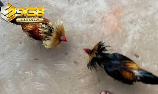Đá Gà Cựa Sắt Sv368 Là Gì?