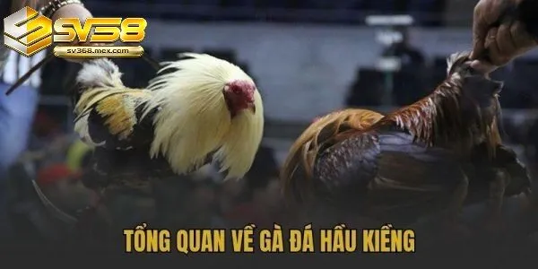 Gà Đá Hầu Kiềng Sv388 Là Gì?