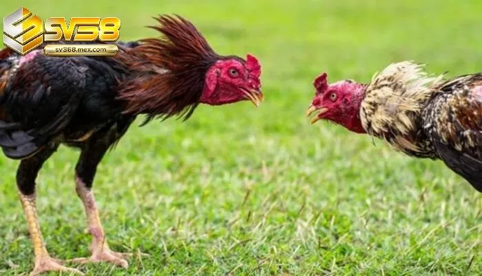 Các Dạng Lối Đá Hầu Kiềng Thường Được Nhắc Đến
