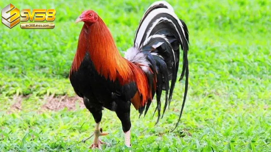 Đặc Điểm Của Gà Mỹ