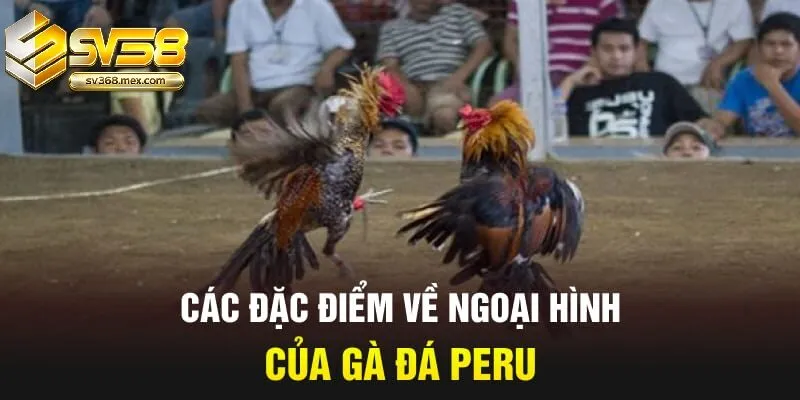 Đá Gà Peru Sv368 Là Gì?