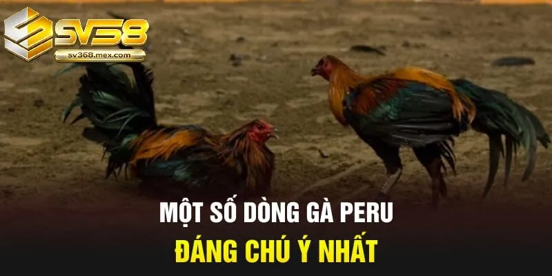 Đặc Điểm Nhận Biết Gà Peru