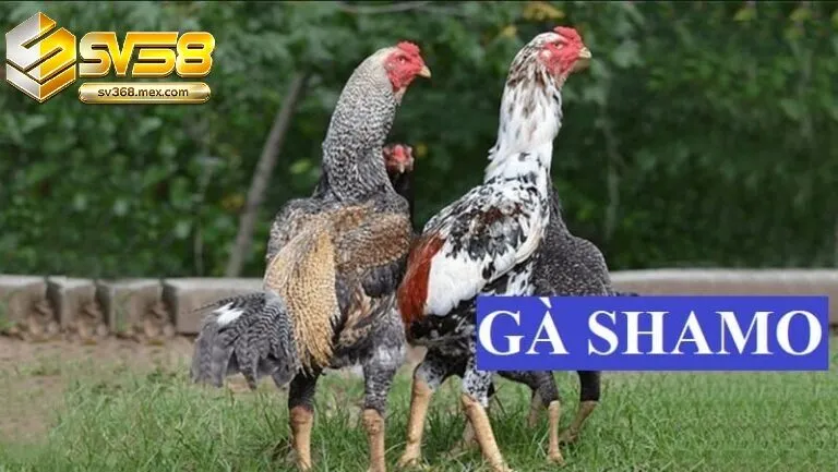 Đá Gà Shamo Sv368 Là Gì?