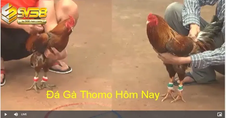 Đá Gà Thomo Sv368 Là Gì?