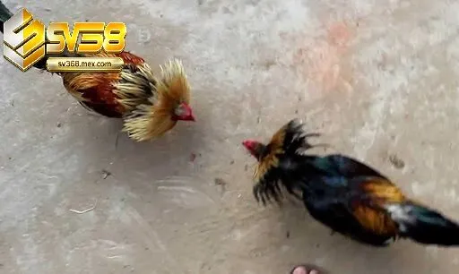 Đặc Điểm Nổi Bật Đá Gà Tre